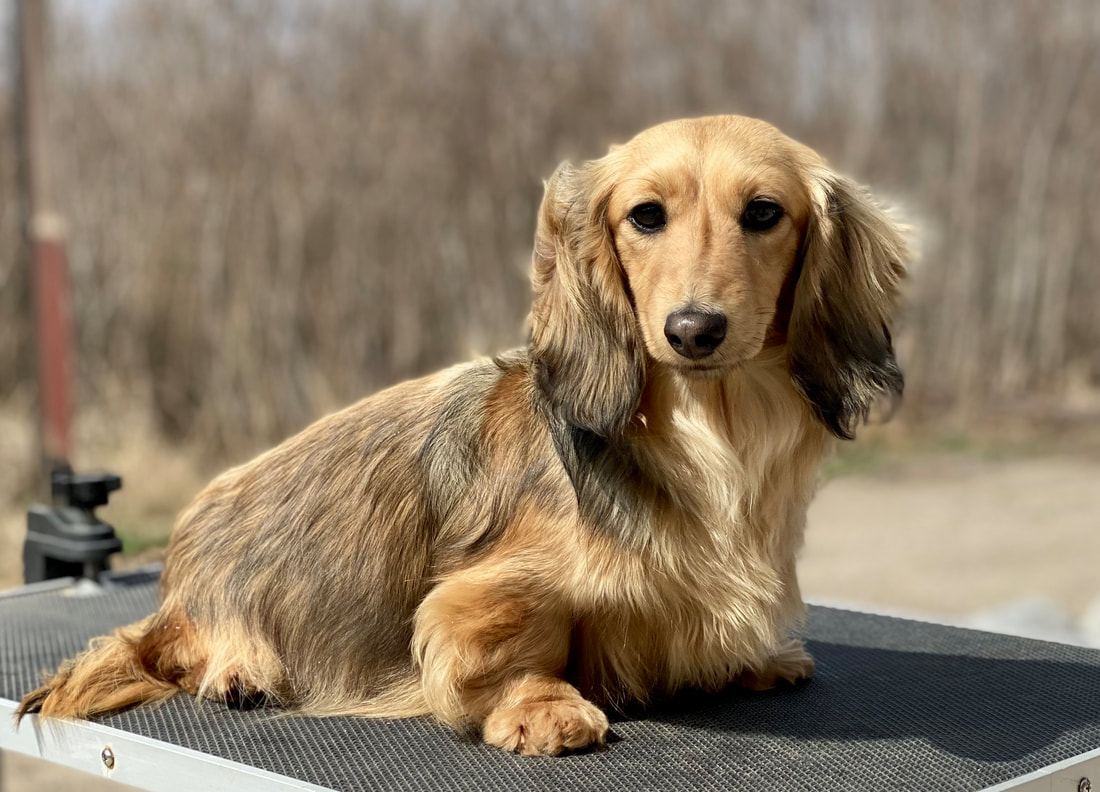 Golden long haired miniature dachshund hotsell