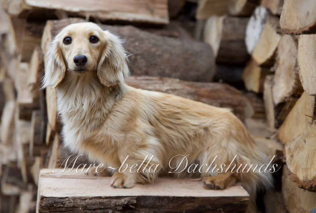 Miniature blonde clearance long haired dachshund